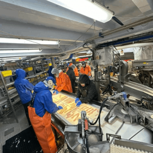 Workers in protective clothing process seafood on an assembly line in an industrial facility.